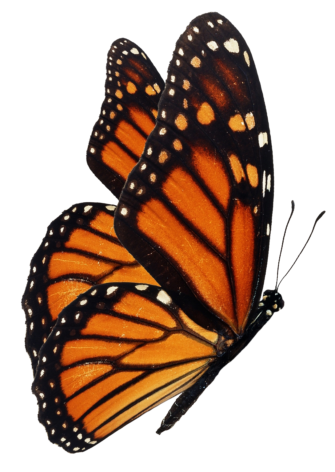 Borboleta