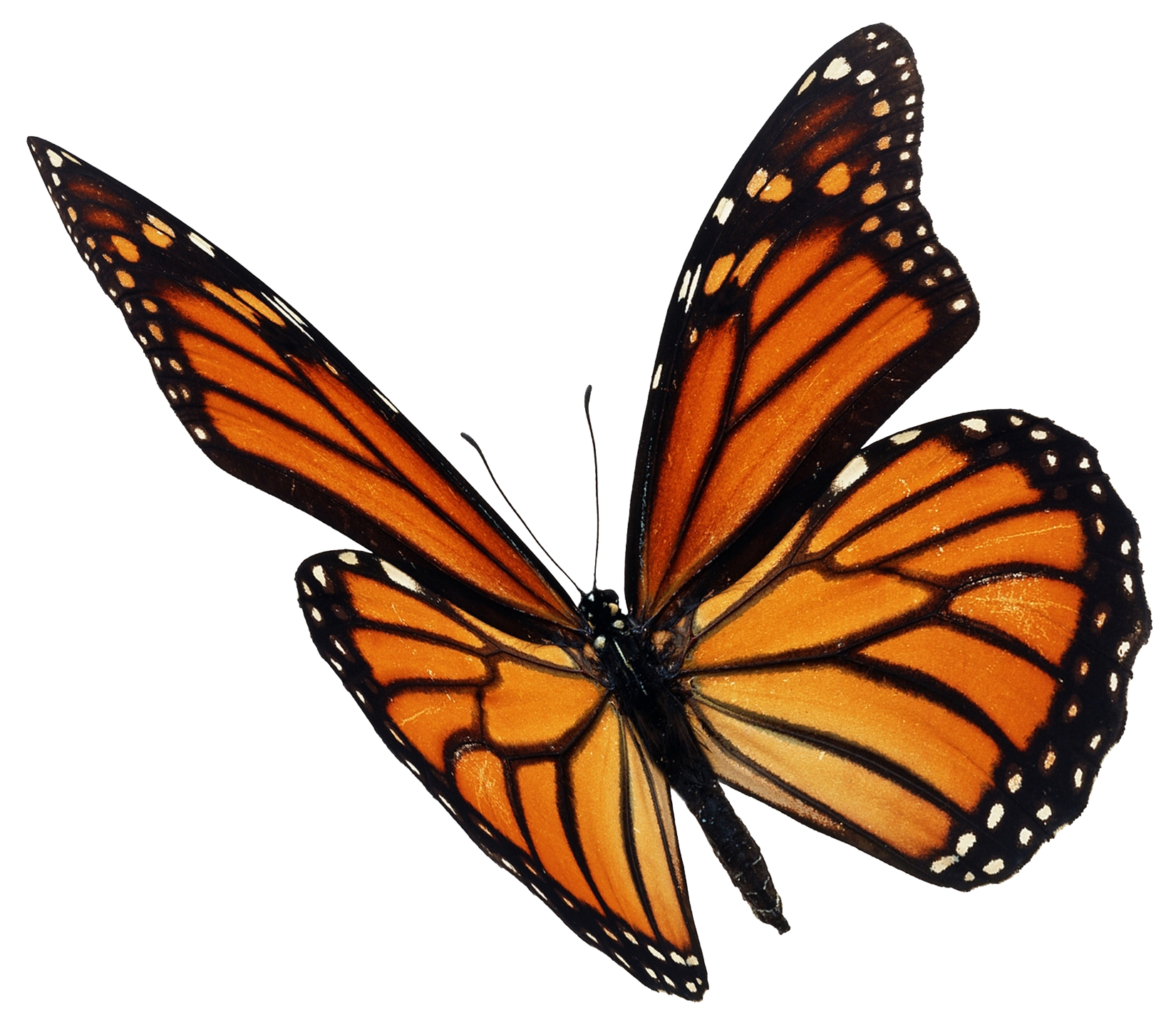 Borboleta