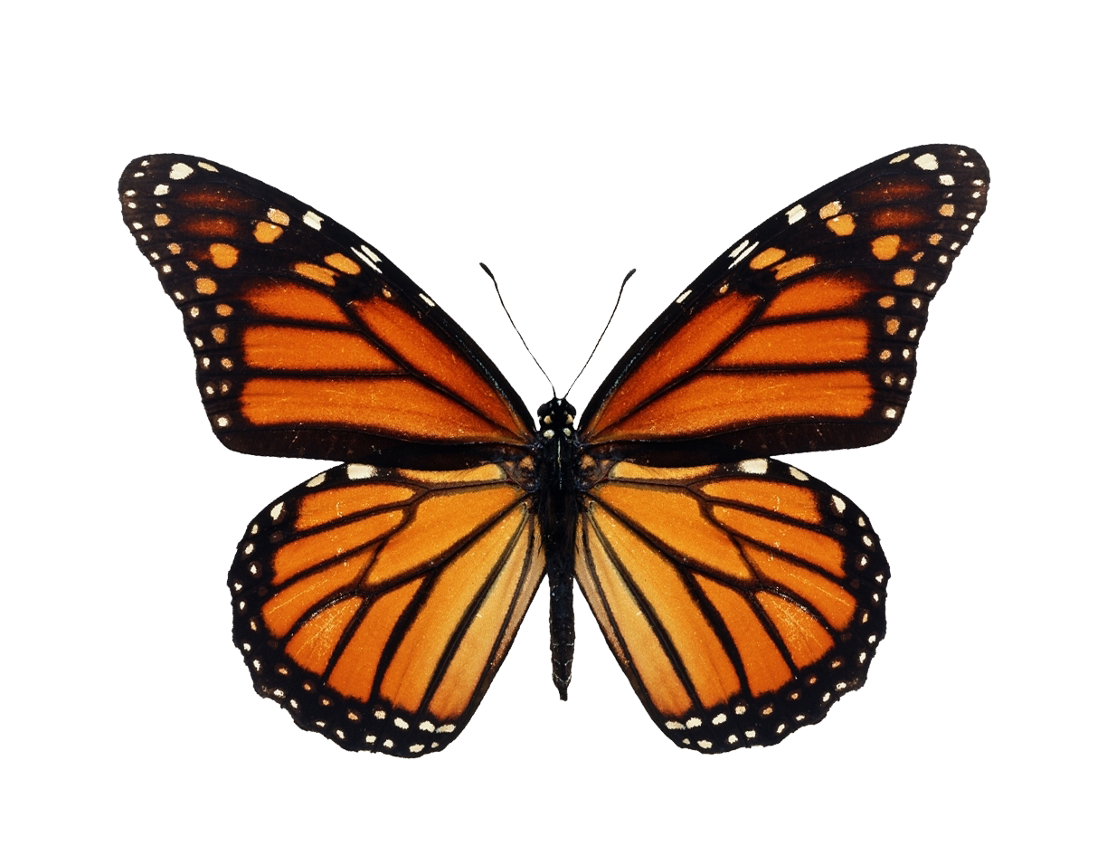 Borboleta
