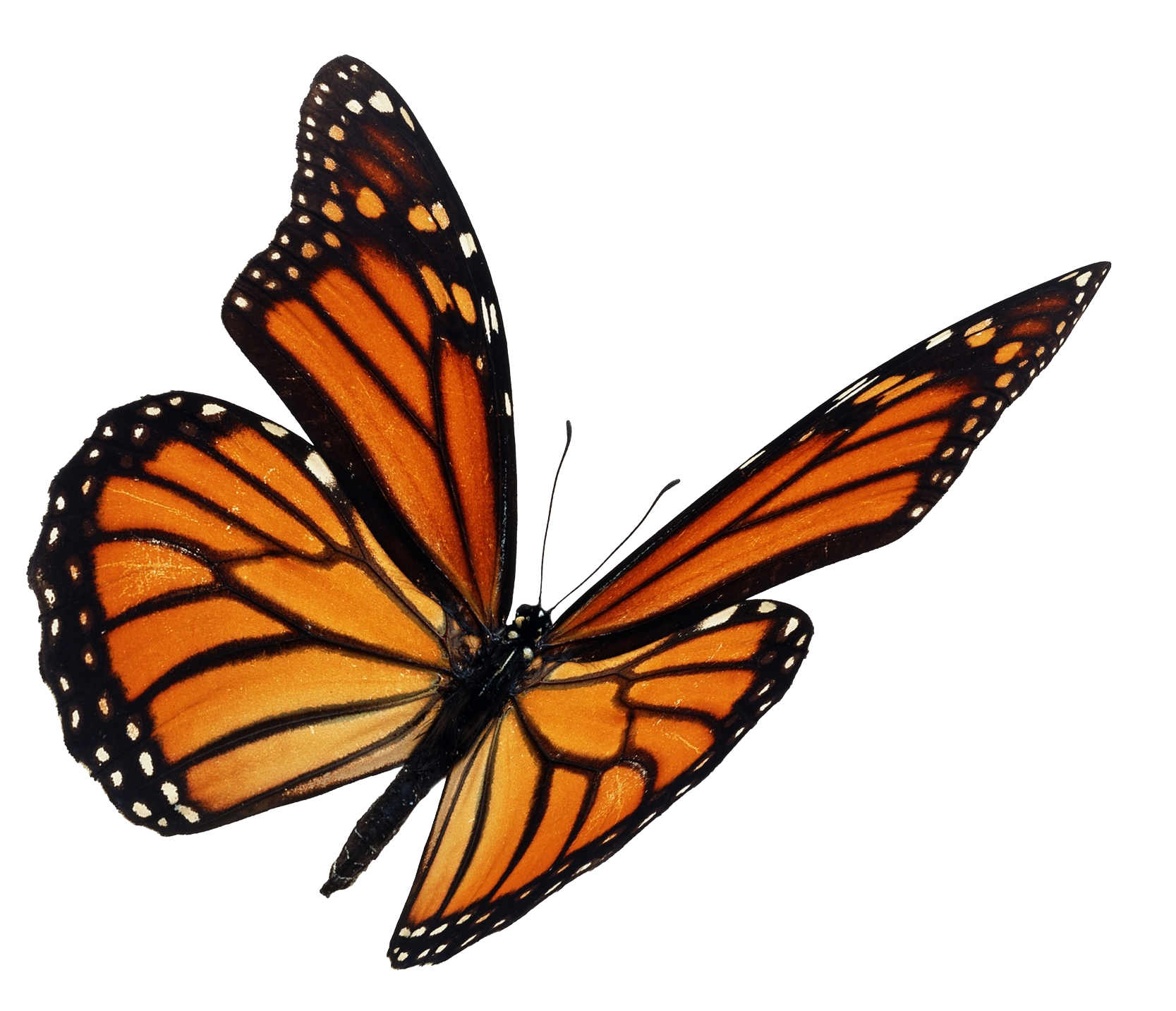 Borboleta