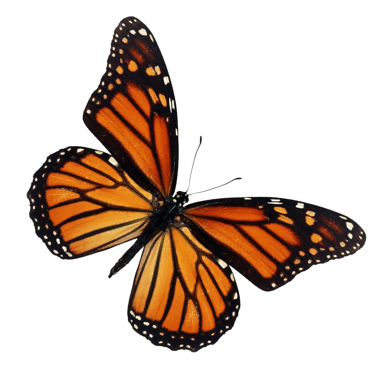 Borboleta