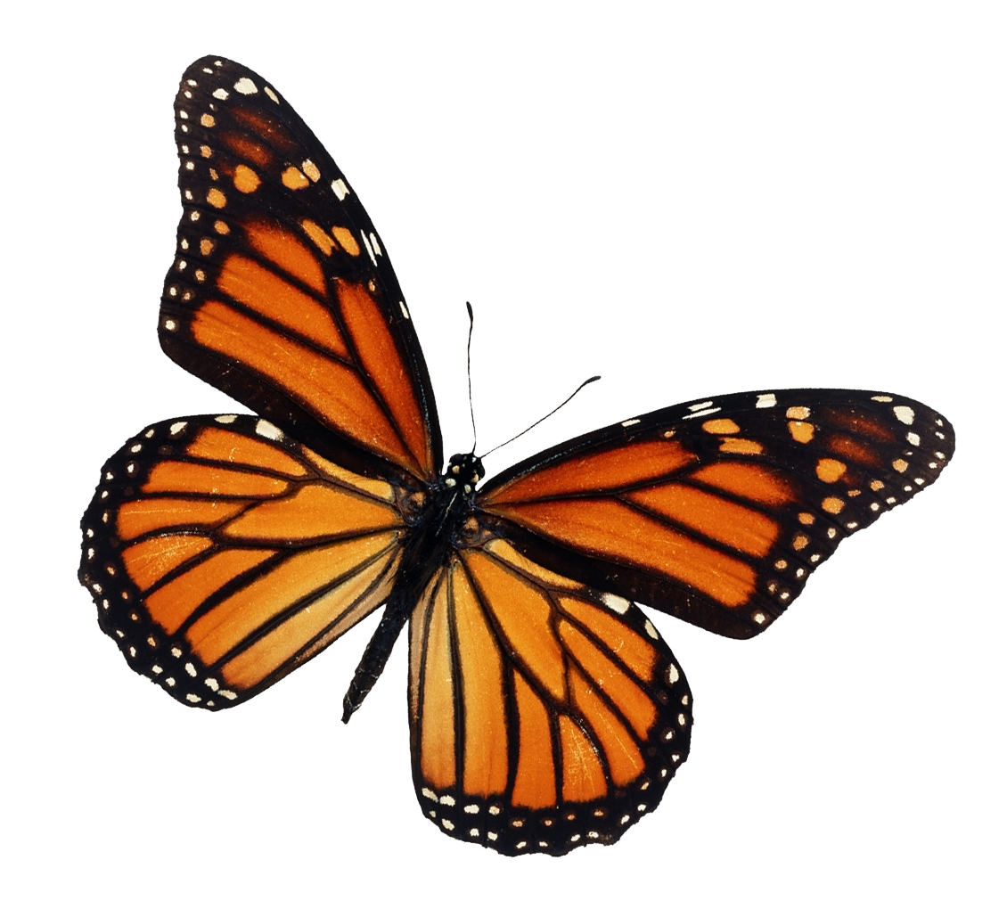 Borboleta