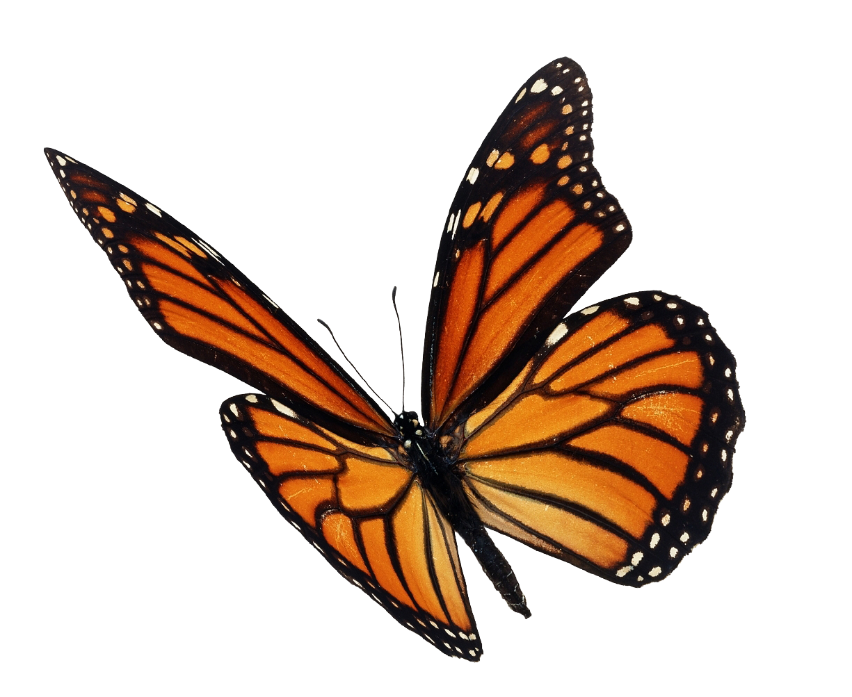 Borboleta