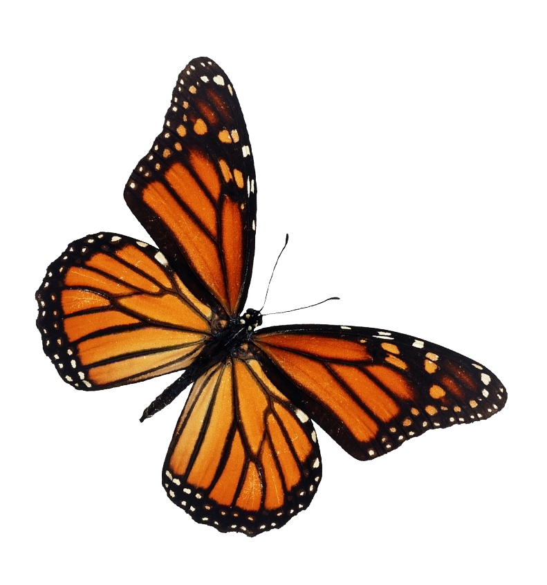 Borboleta