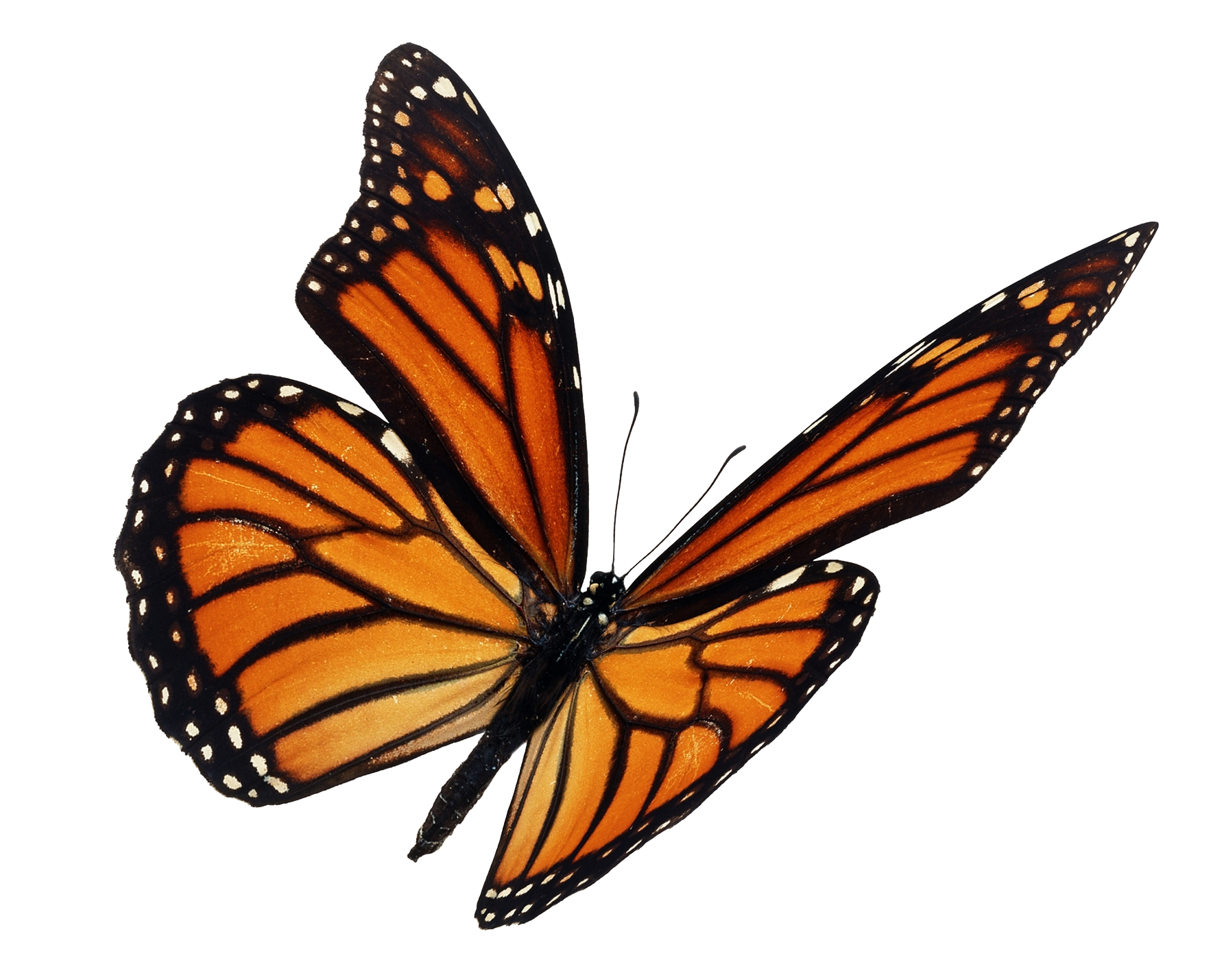 Borboleta